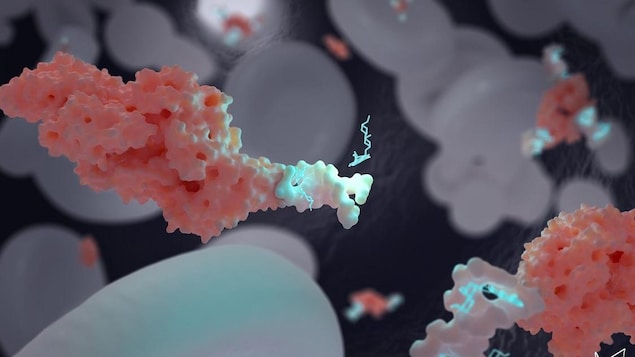 Illustration montrant un nanotransporteur attaché à l'albumine, la protéine du sang la plus abondante, pour maintenir la doxorubicine.