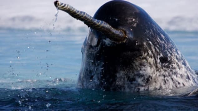 A narwhal's head sticks out of the water. 
