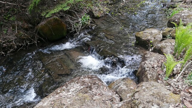 Une petit ruisseau à travers des rochers et des plantes, au printemps.