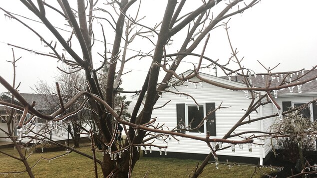 Verglas sur les branches d'un arbre. Verglas sur les branches d'un arbre.