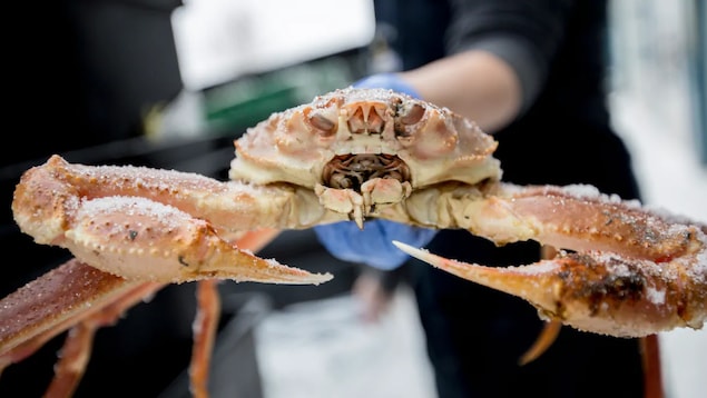 La pêche au crabe des neiges est l'une des plus lucratives au pays.