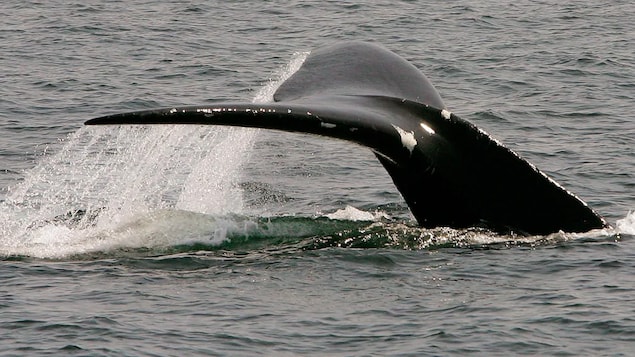 Une baleine noire plonge dans les eaux.
