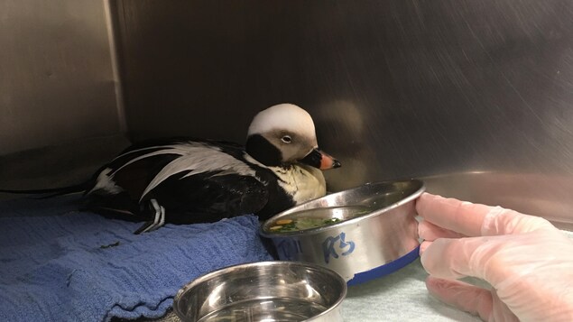 Ce canard de mer a subi un traumatisme crânien durant la tempête. Ce canard de mer a subi un traumatisme crânien durant la tempête.