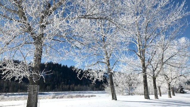 Des arbres enneigés.