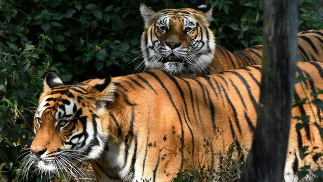 Le Népal lance le recensement de ses tigres du Bengale