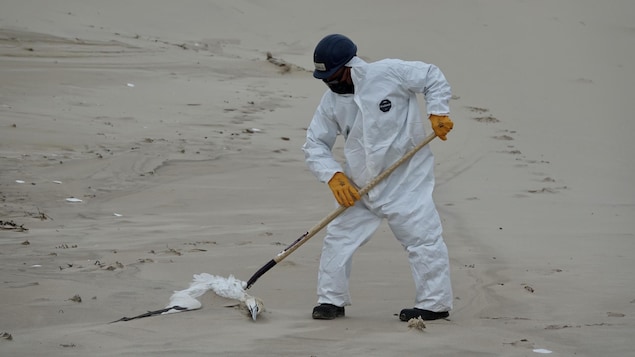 Un homme ramasse un fou mort dans le sable.