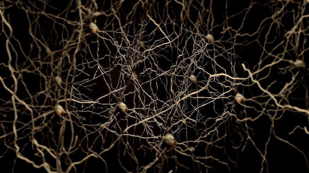 Représentation de neurones dans le cerveau humain