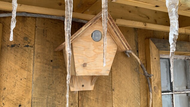 Des nichoirs à hirondelles au Témiscamingue pour aider à la reproduction de l’espèce