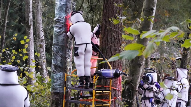 Des hommes en tenue de protection aspirent un nid de frelons géants dans un arbre.