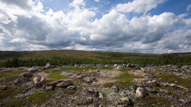 scène de paysage subarctique avec une rivière, du lichen et des petits conifères.