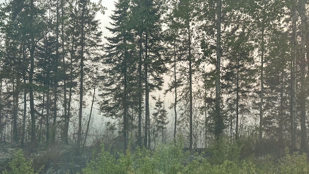 Des arbres dans de la fumée.