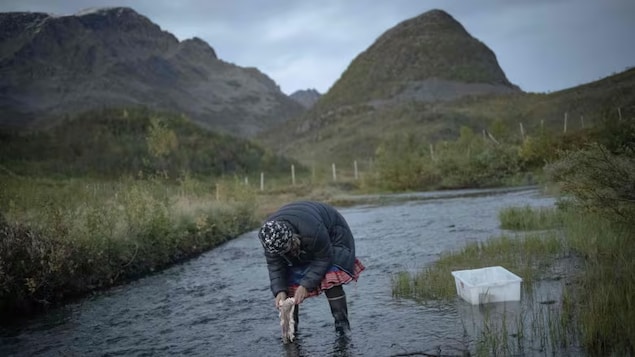 A woman cleans out reindeer intestines in a stream.