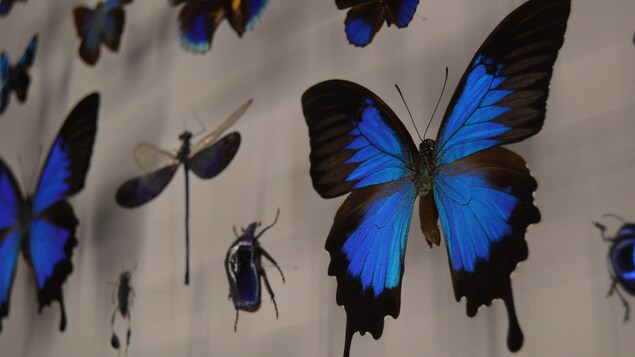 insectes naturalisés bleus 