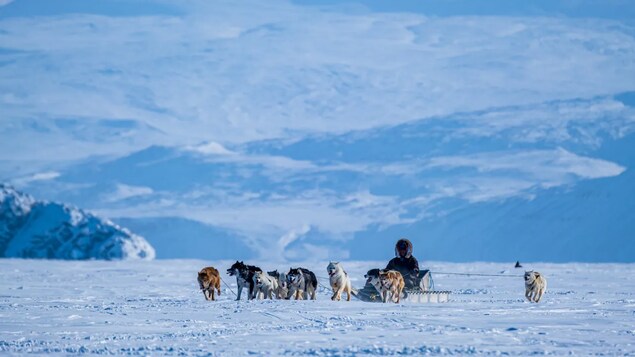 Retour sur la course Nunavut Quest, qui préserve la tradition des chiens de traîneau