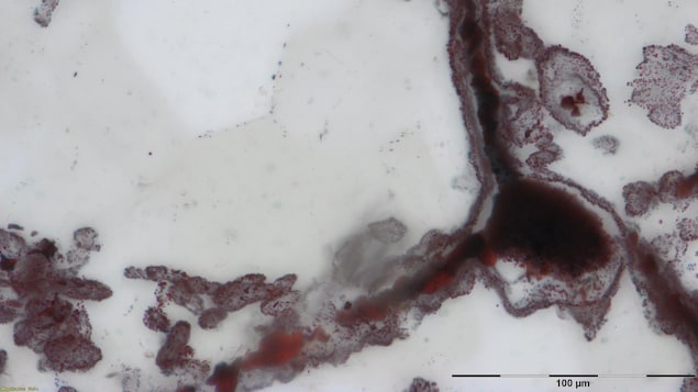 Les restes de micro-organismes sous forme de minuscules filaments découverts dans la ceinture de roches vertes Nuvvuagittuq, dans le nord du Québec. Les restes de micro-organismes sous forme de minuscules filaments découverts dans la ceinture de roches vertes Nuvvuagittuq, dans le nord du Québec.