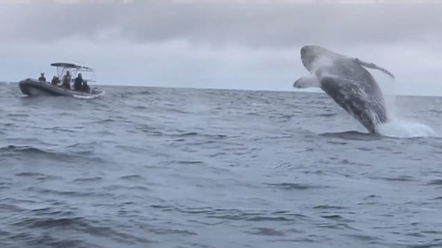 Des touristes d'une croisière aux baleines regardent une baleine à bosse sauter hors de l'eau. Des touristes d'une croisière aux baleines regardent une baleine à bosse sauter hors de l'eau.