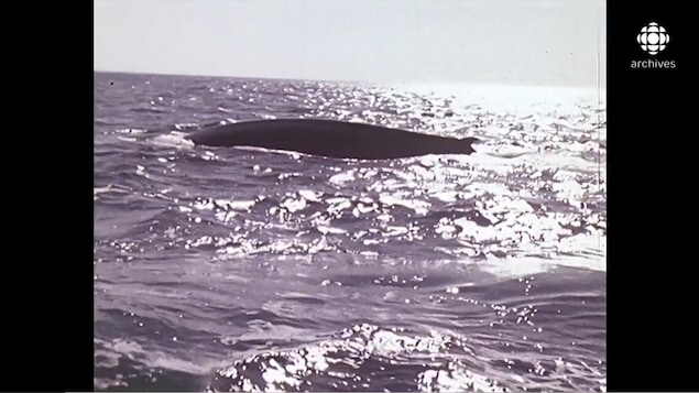 À la surface de l'eau miroitante, le dos d'une baleine avec un petit aileron