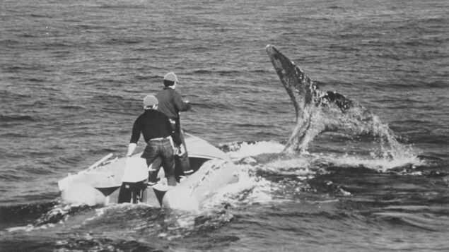 En 1970, deux hommes dans un canot pneumatique près d'une queue de baleine émergeant de l'eau.