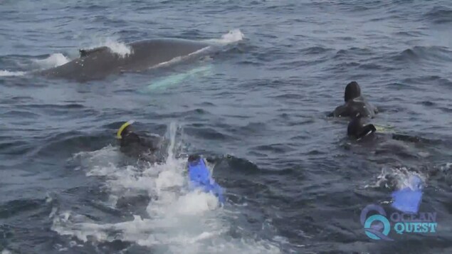 Trois plongeurs nagent près d'une baleine à la surface. Trois plongeurs nagent près d'une baleine à la surface.