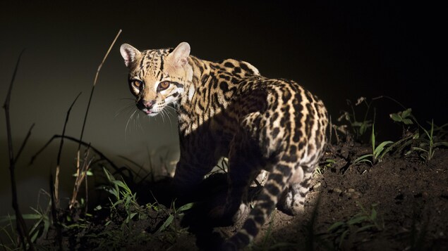 Un ocelot dans la nuit.