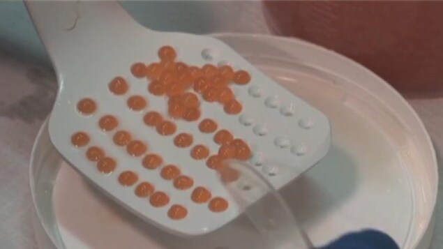 Des oeufs de saumon génétiquement modifiés Des oeufs de saumon génétiquement modifiés