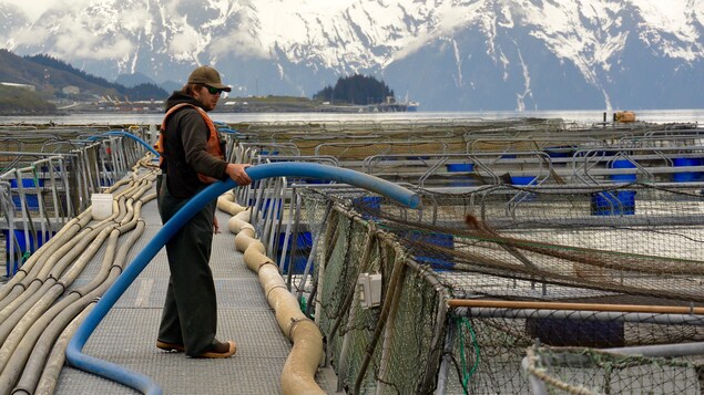 On voit un travailleur d'une écloserie de Valdez, en Alaska, manipuler un gros tuyau. On voit un travailleur d'une écloserie de Valdez, en Alaska, manipuler un gros tuyau.