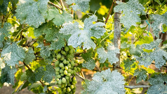 Des feuilles de vignes tachetées de blanc.