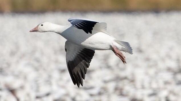 Une souche de grippe aviaire détectée sur un oiseau sauvage en Saskatchewan