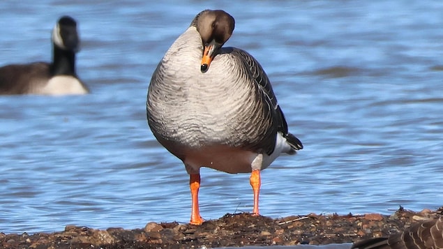 L'oiseau aux abords d'un cours d'eau. 