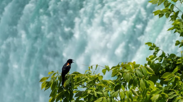 Un oiseau devant les chutes Niagara.