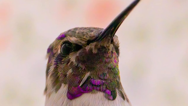 Un colibrí nativo del sur de Estados Unidos y México encontrado en Saskatchewan