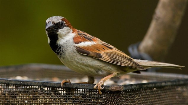 Un moineau domestique Un moineau domestique