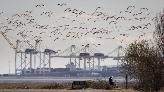 Ottawa approuve l’expansion du port de Vancouver sur fond d’inquiétudes environnementales