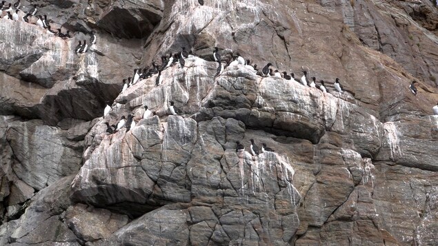 Des oiseaux sur l'île de Hantzsch Des oiseaux sur l'île de Hantzsch