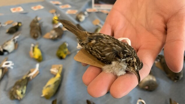 Un oiseau mort.