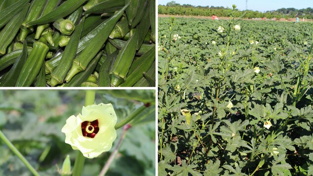 Cueillettes d'okras Cueillettes d'okras