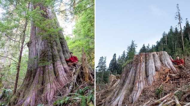 Montage de deux photos, l'une montrant TJ Watt appuyé sur un grand arbre, l'autre sur sa souche.