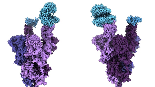 L’analyse moléculaire du variant Omicron révèle ses premières images