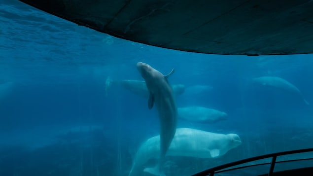 Beluga whales are seen swimming in a tank at the Marineland amusement park in Niagara Falls, Ont., in 2023. The federal government has denied a request for 30 belugas from Marineland to be exported to China. 
