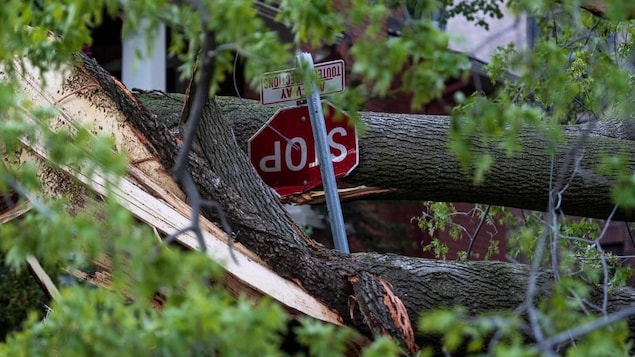 Un panneau d'arrêt endommagé et un arbre brisé.