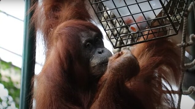 Une femelle orang-outan enceinte au Zoo de Toronto