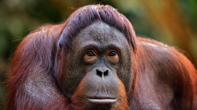 Les orangs-outans modulent certains sons pour paraître « cool »