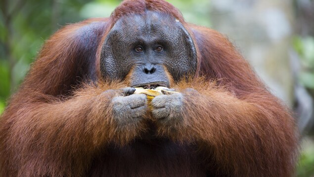 Les singes qui mangent des fruits ont des cerveaux environ 25% plus gros que ceux qui ne consomment que des feuilles Les singes qui mangent des fruits ont des cerveaux environ 25% plus gros que ceux qui ne consomment que des feuilles