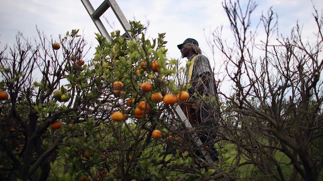 Un homme cueille des oranges dans un arbre fruitier. Un homme cueille des oranges dans un arbre fruitier.