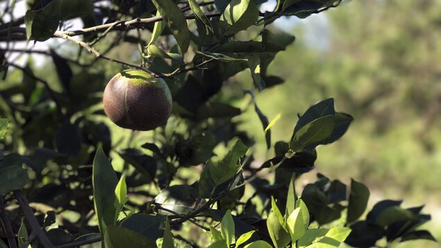 Une orange de couleur verte et brune dans un arbre Une orange de couleur verte et brune dans un arbre