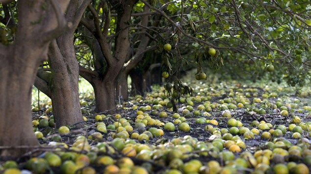 Des oranges au sol Des oranges au sol