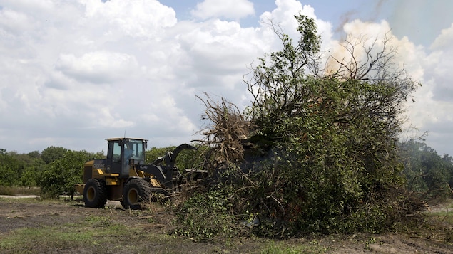 Un tracteur arrache des arbres brisés par Irma. Un tracteur arrache des arbres brisés par Irma.