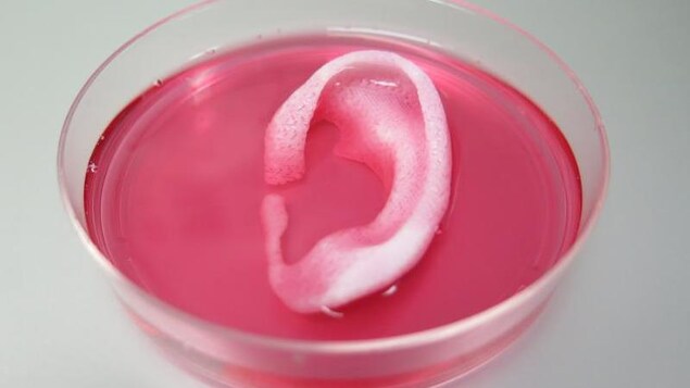 Un voit un objet ayant la forme d'une oreille externe baignant dans un liquide rose. Un voit un objet ayant la forme d'une oreille externe baignant dans un liquide rose.