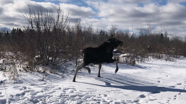 Un original sur la neige dans la forêt.
