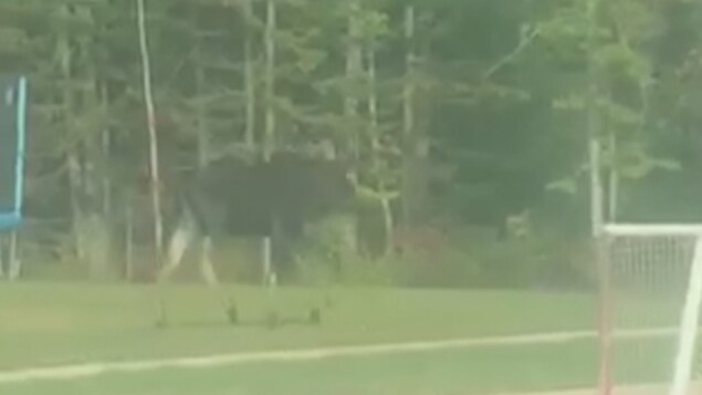 Un orignal se promène sur un terrain de sports à Dieppe. Un orignal se promène sur un terrain de sports à Dieppe.